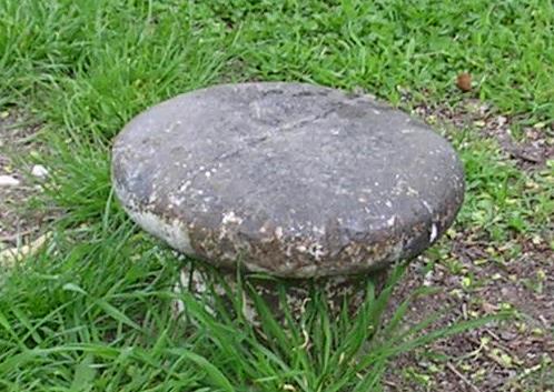 Funghi di ferro