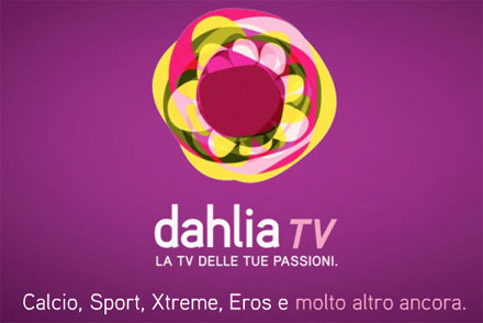 Dahlia tv